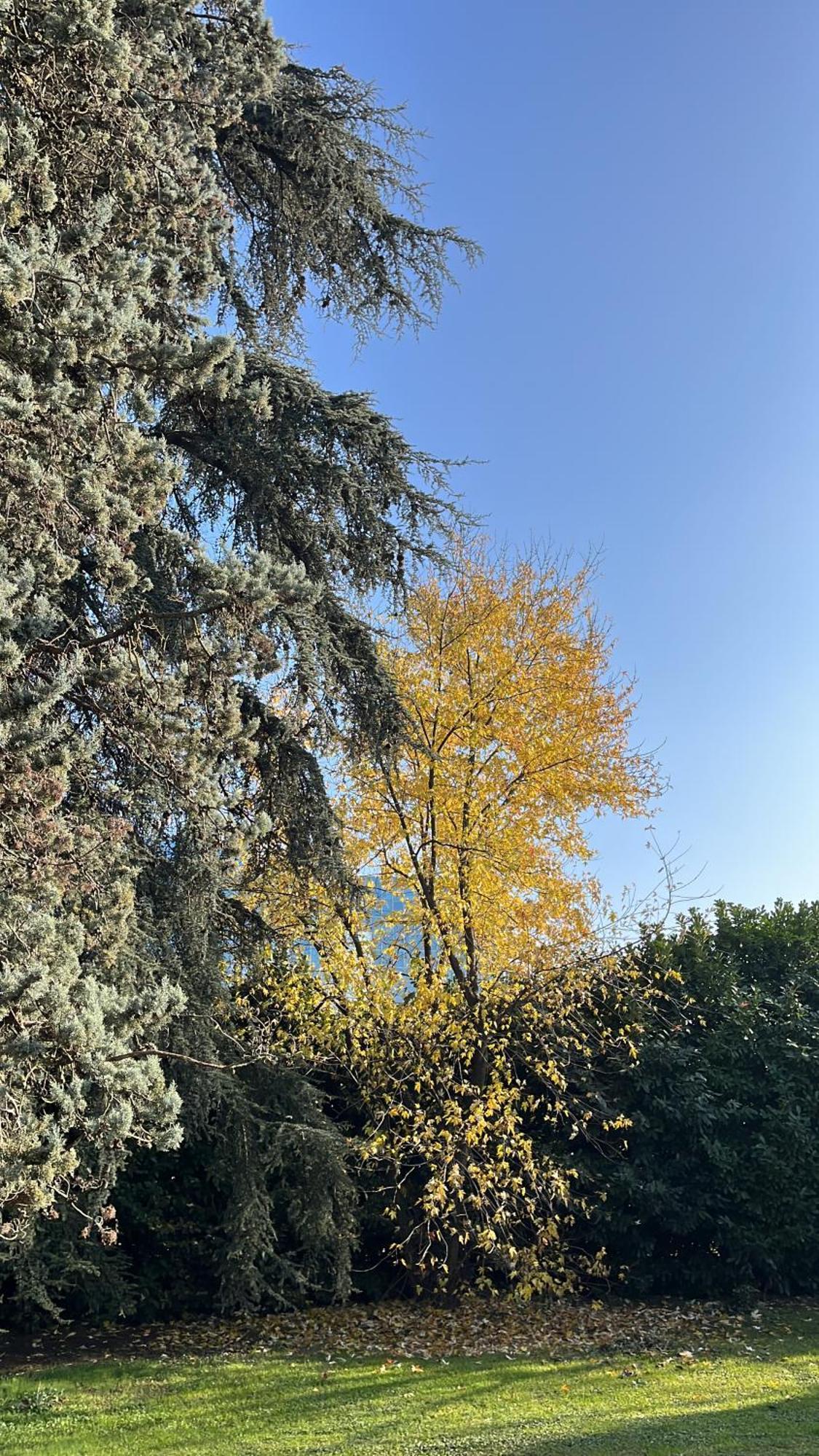 Acero Giallo Parma Zewnętrze zdjęcie