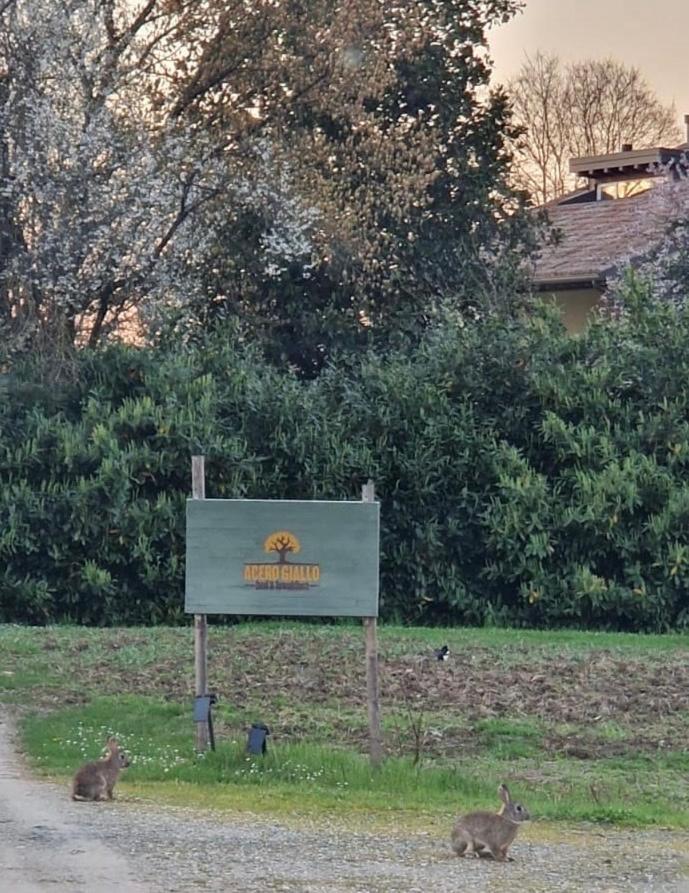 Acero Giallo Parma Zewnętrze zdjęcie